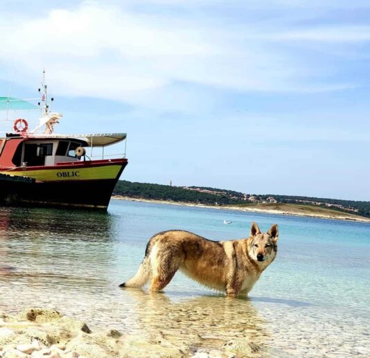 A large dog standing in shallow turquoise water with a boat named "Oblic" in the background.