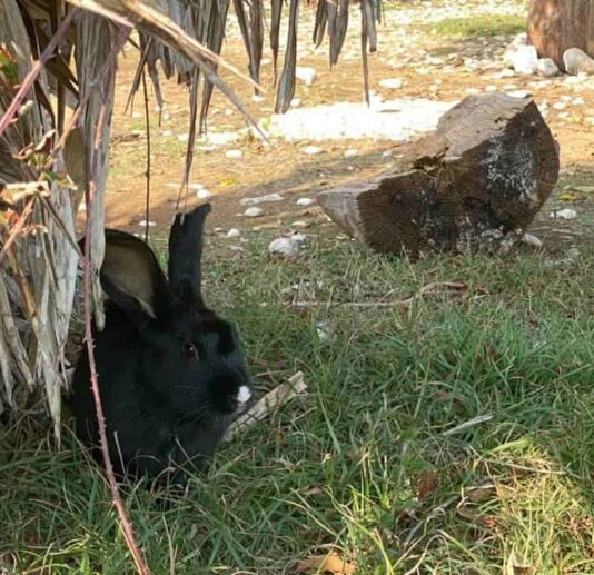 A black rabbit sitting under palm leaves on grassy ground.