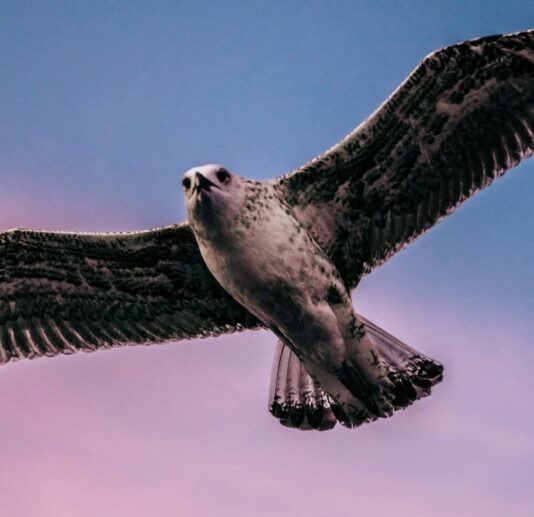 A close-up view of a seagull in flight against a blue and pink sky.