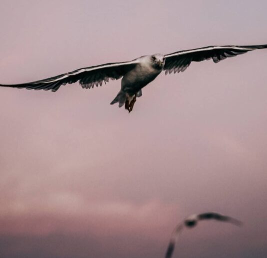 A close-up of a seagull in flight against a pink and purple sky.